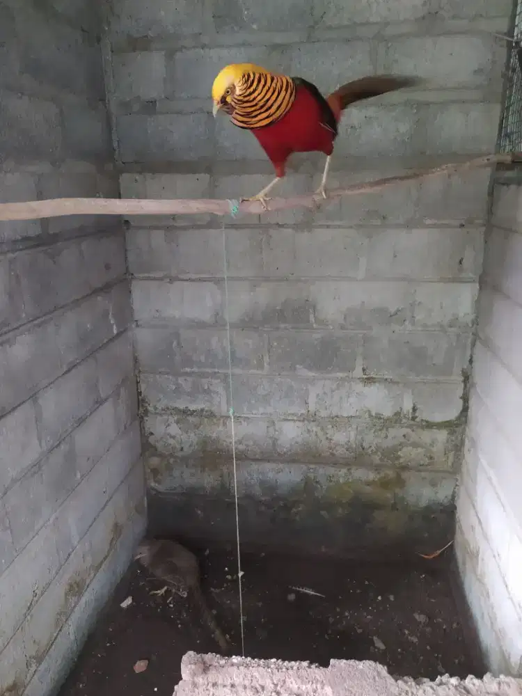 Sepasang ayam hias golden pheasant dewasa atau ayam hutan tibet