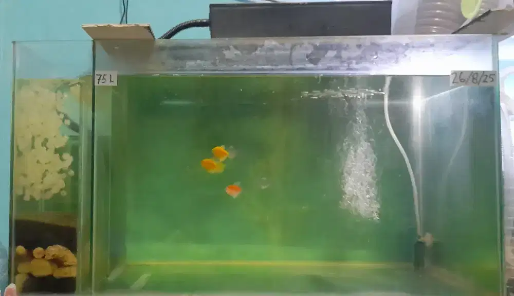 Aquarium size 75x40x40 (filter samping)