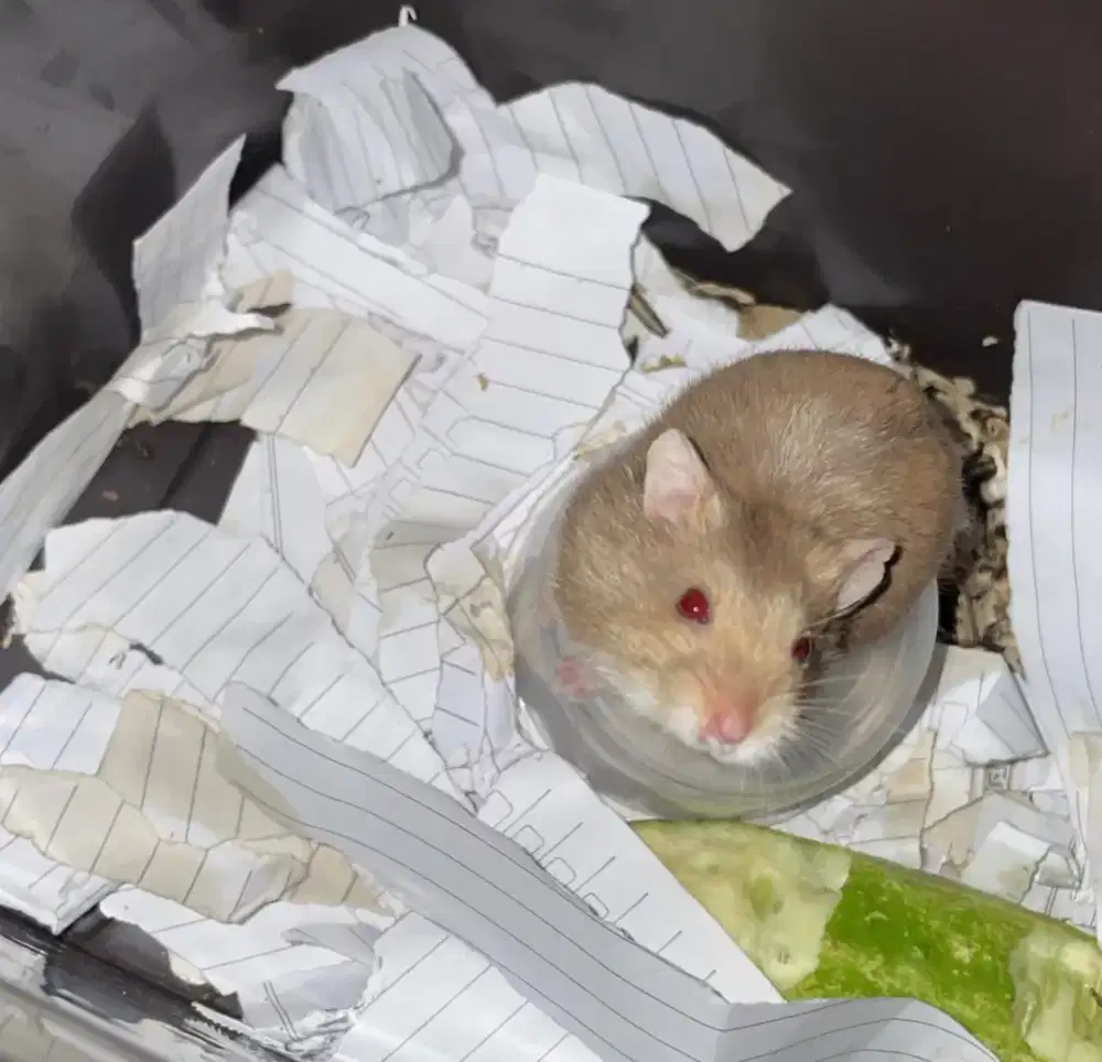 Free Adopt Hamster