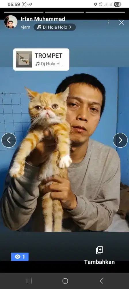 Kitten exotic peaknose