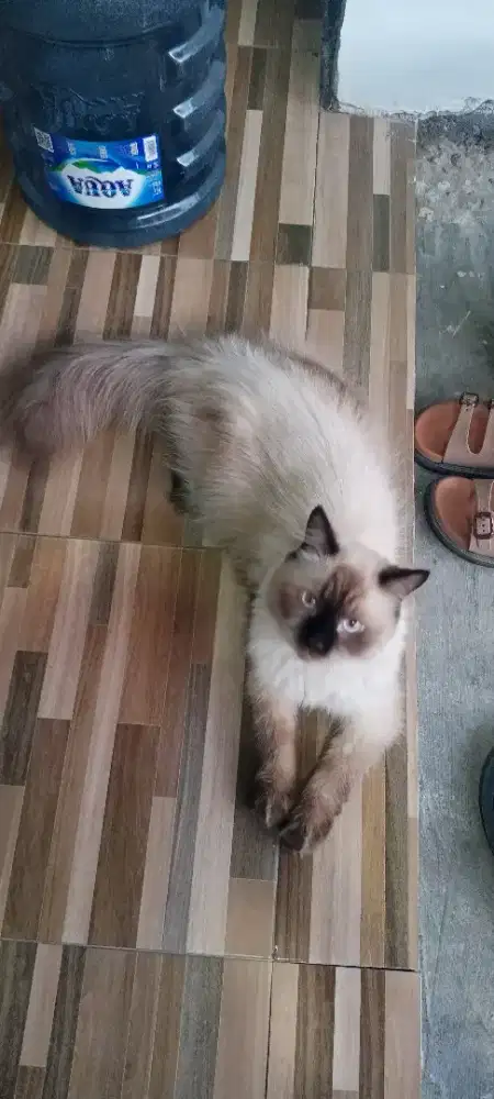Himalaya bigbone jinak