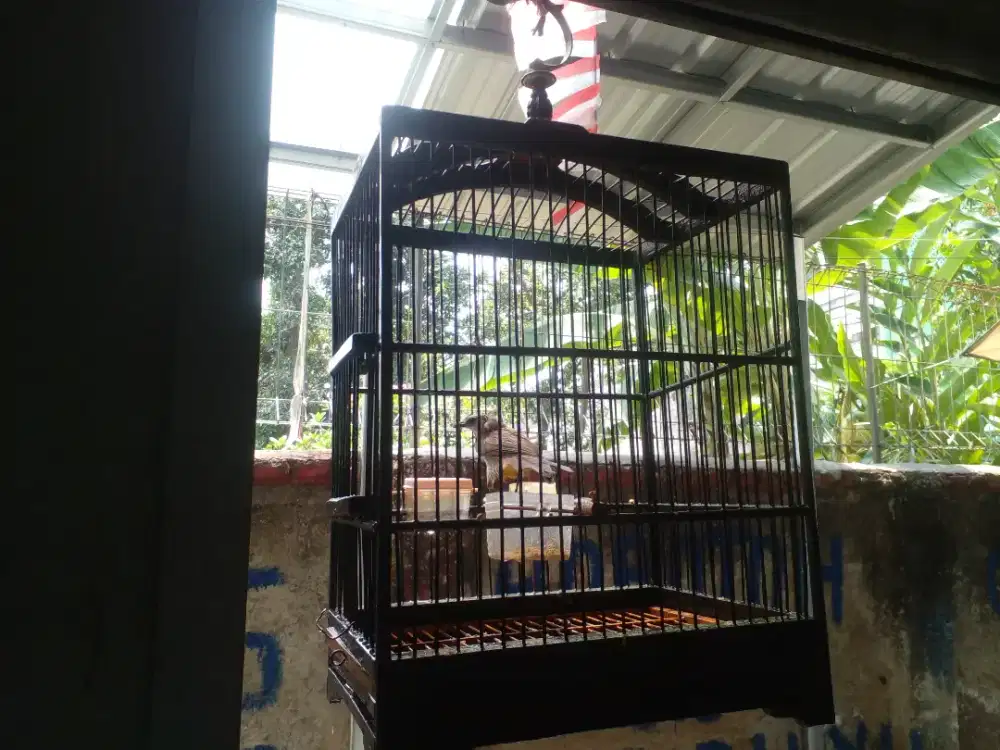 Bismillah di jual burung trucukan/jogjog+sangkar