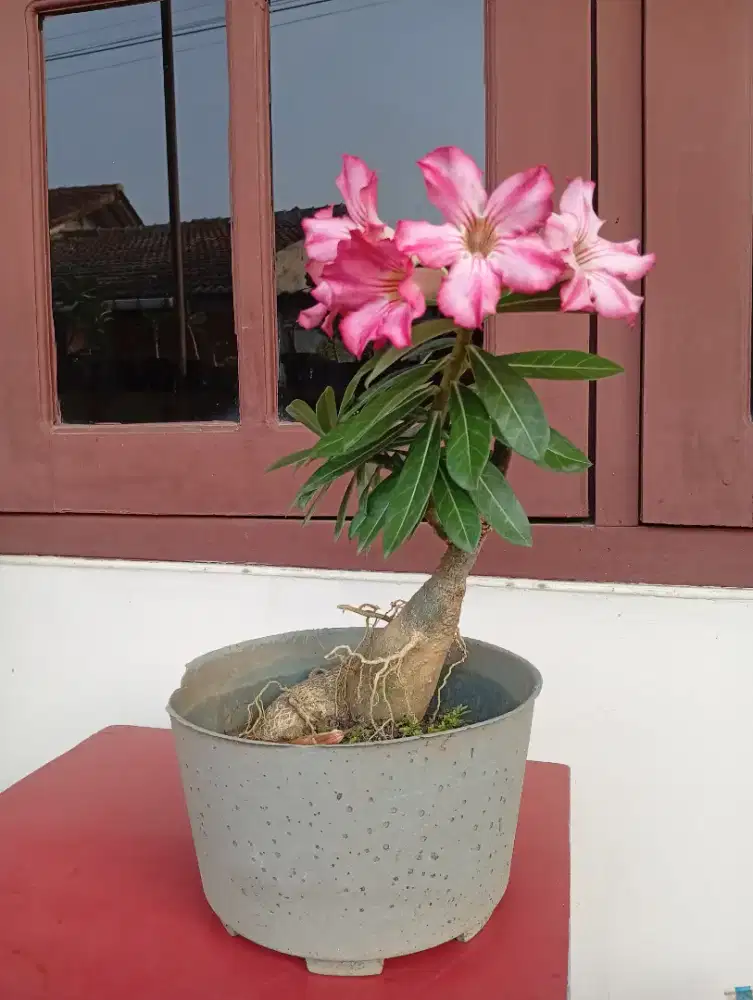 Tanaman bonsai Kamboja berbunga