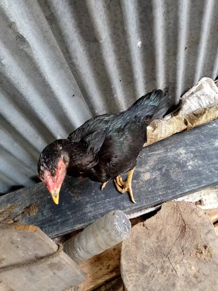 ayam hias ekor lidi