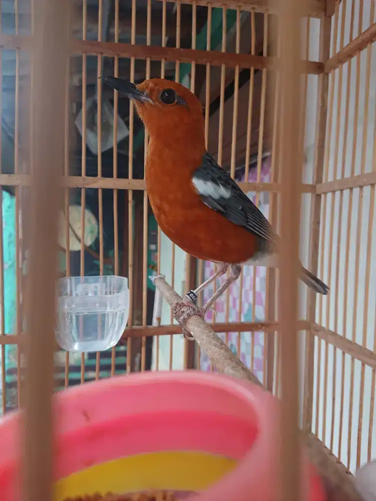 Anis merah fs bs tt bunyi