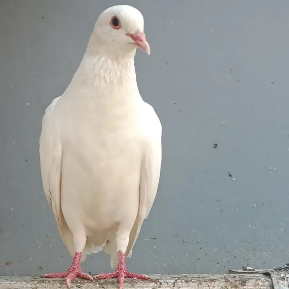 Merpati putih indukan betina