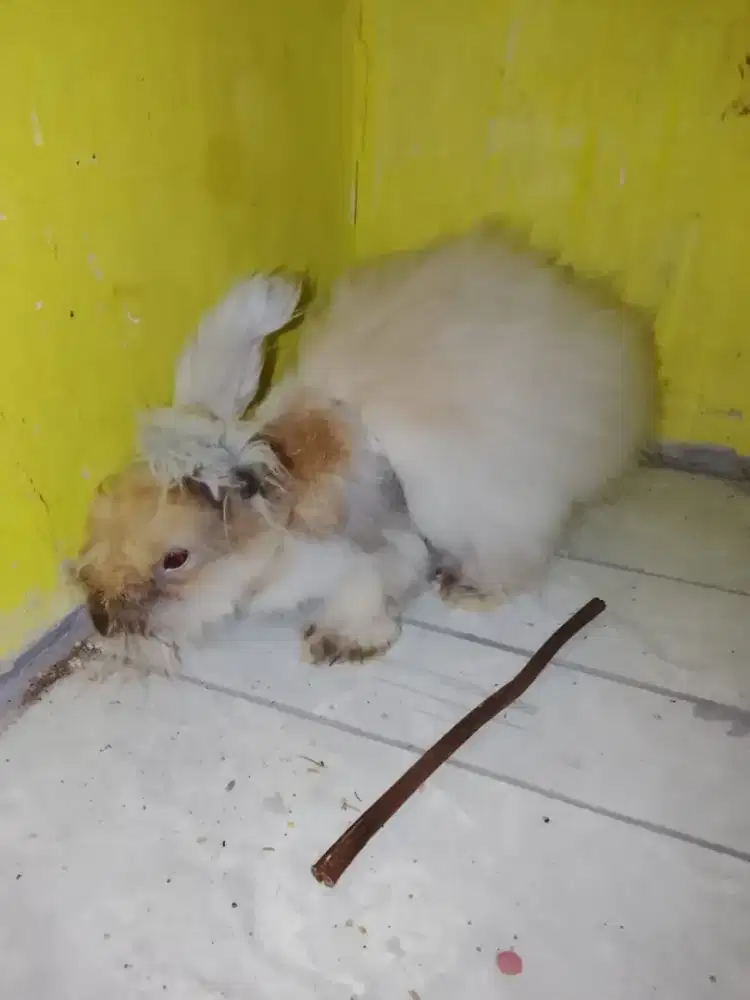 Kelinci engglish anggora