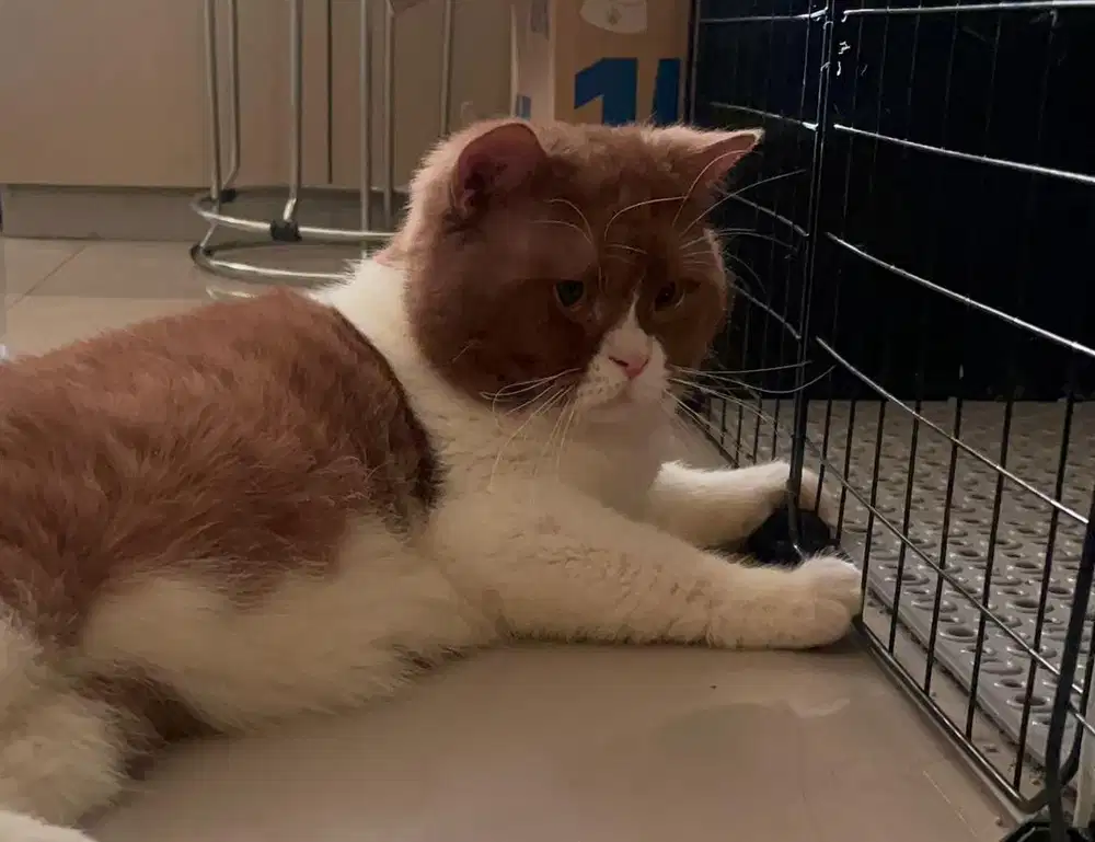 Pacak British Shorthair BSH Bicolor Cinnamon Import Ceko