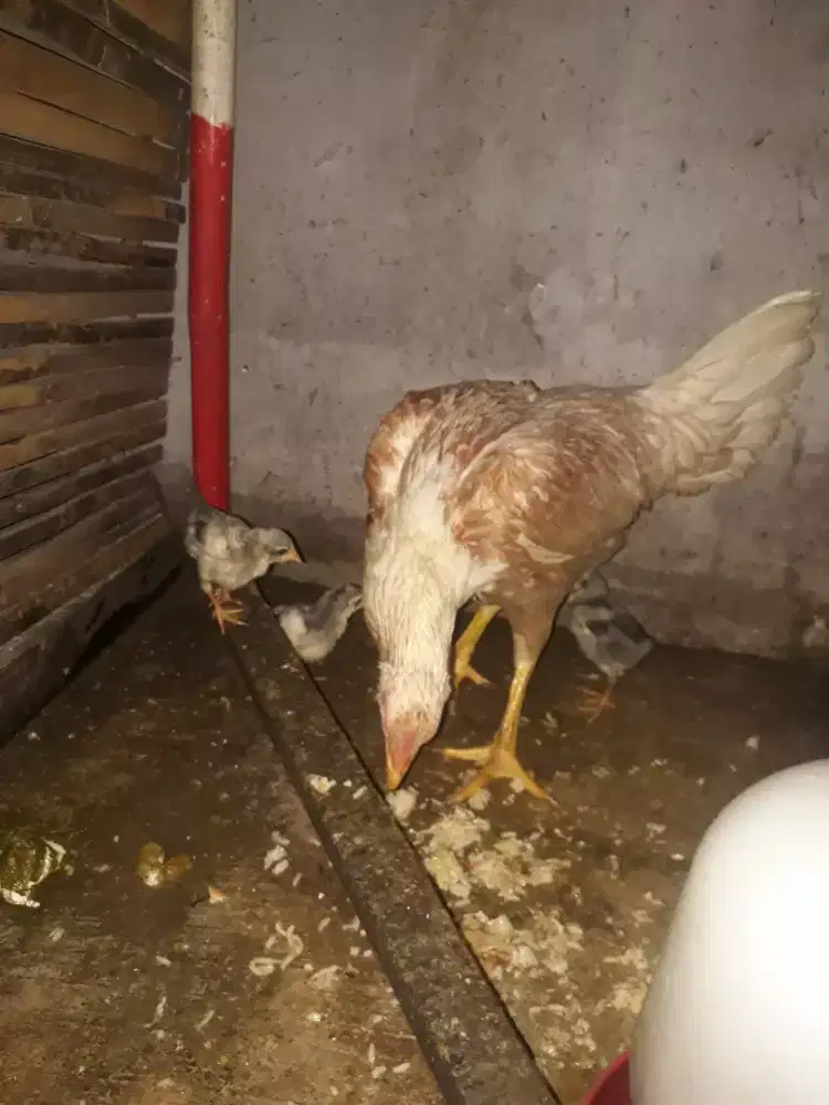 Ayam bangkok indukan dan anakan