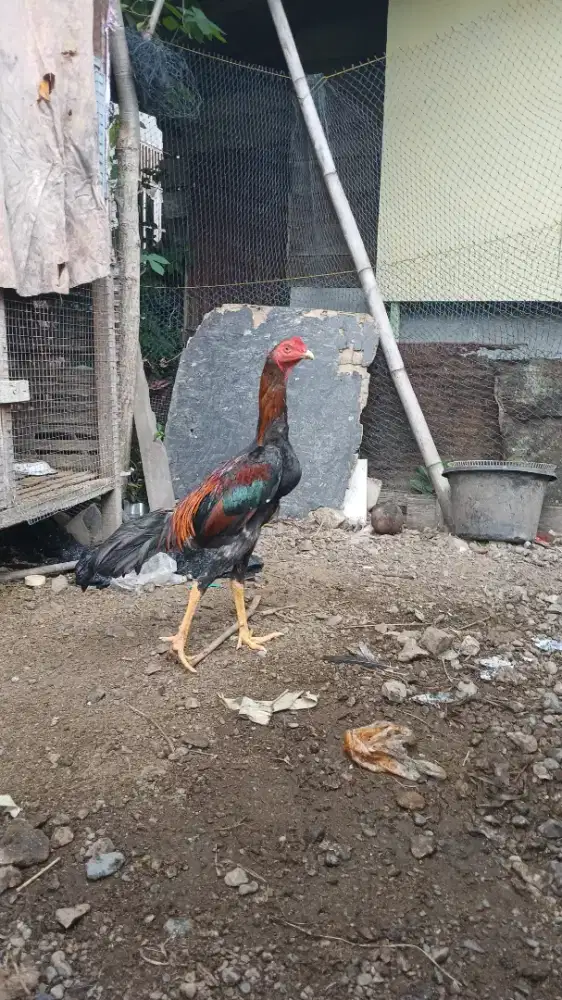 Jual ayam kampung si yam