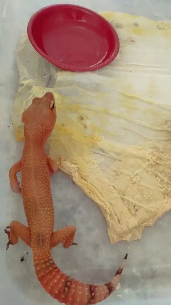 Gecko 20-25 cm, comel
