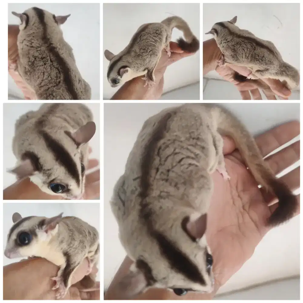 Sugar grider SEPASANG