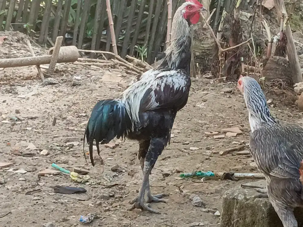 Ayam pelung berbagai usia