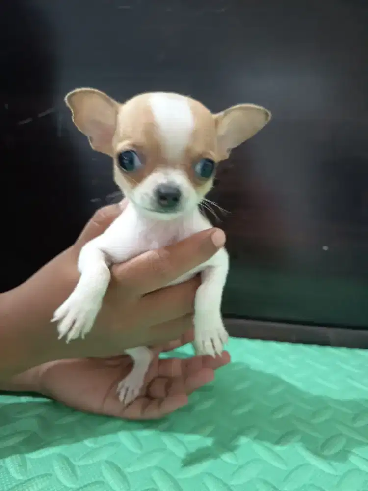 Anjing chihuahua betina