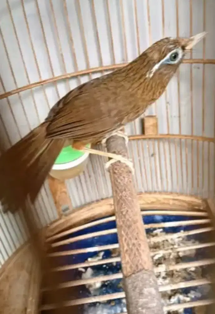 Burung wambi jantan mulus