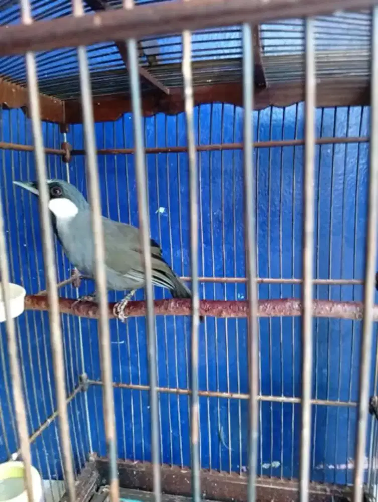 Poksay hongkong jantan mulus