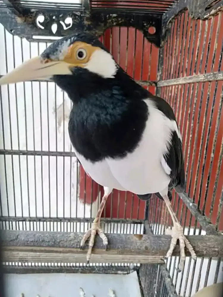 Jalak suren jantan mulus