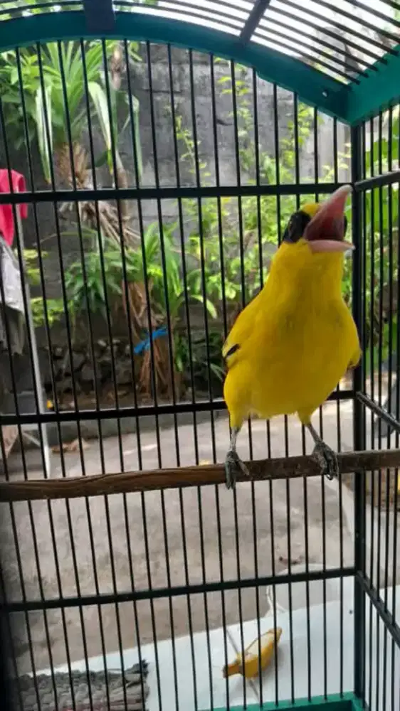 Kepodang mas bali body gede mulus
