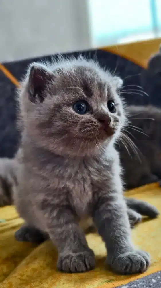 British Shorthair Non PED