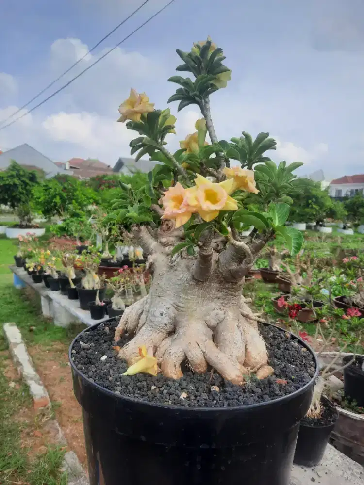 Bonsai Arabicum / Desert Rose