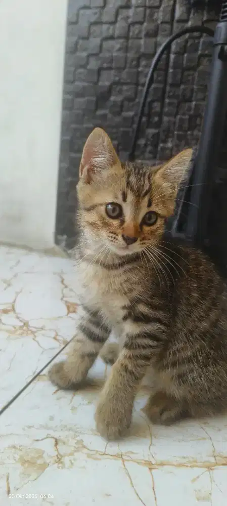 Jual anakan kucing turunan persia medium