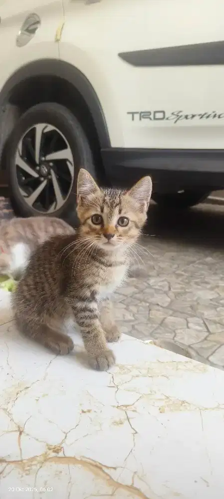 Jual anakan kucing turunan persia medium