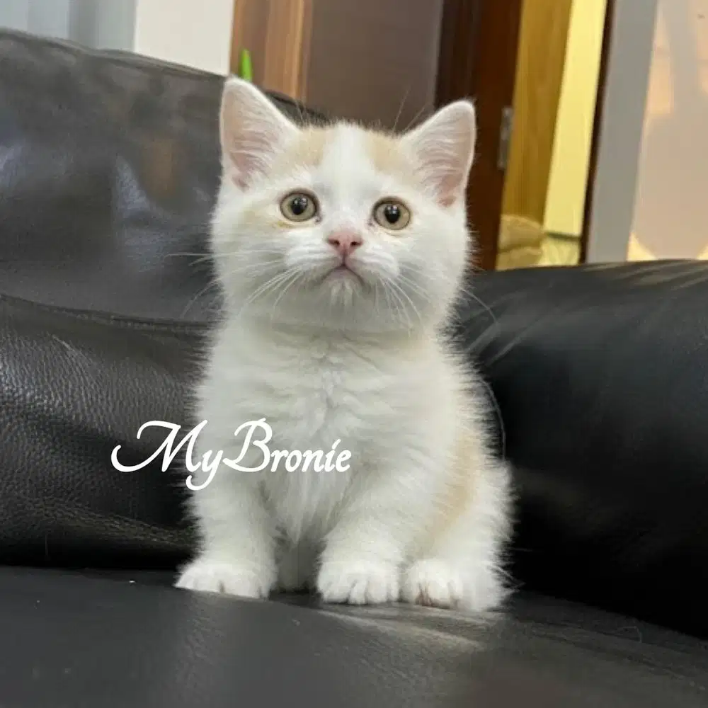 Kucing munchkin british 2,5 bulan