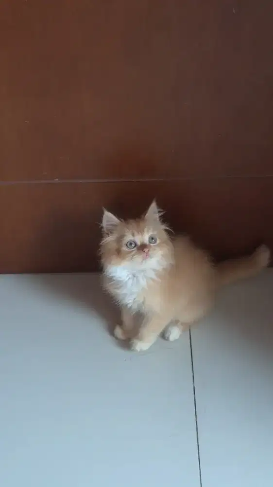 Kitten persian long hair