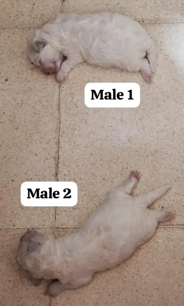 Bichon frise male