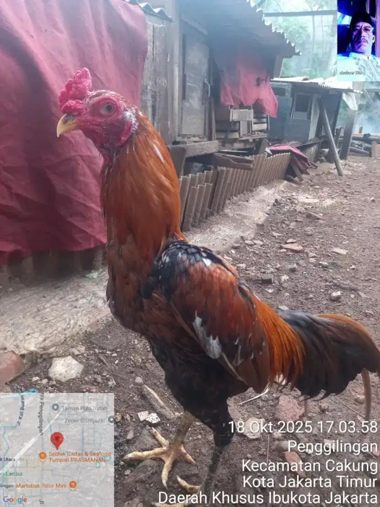 Bangkok blorok kembar