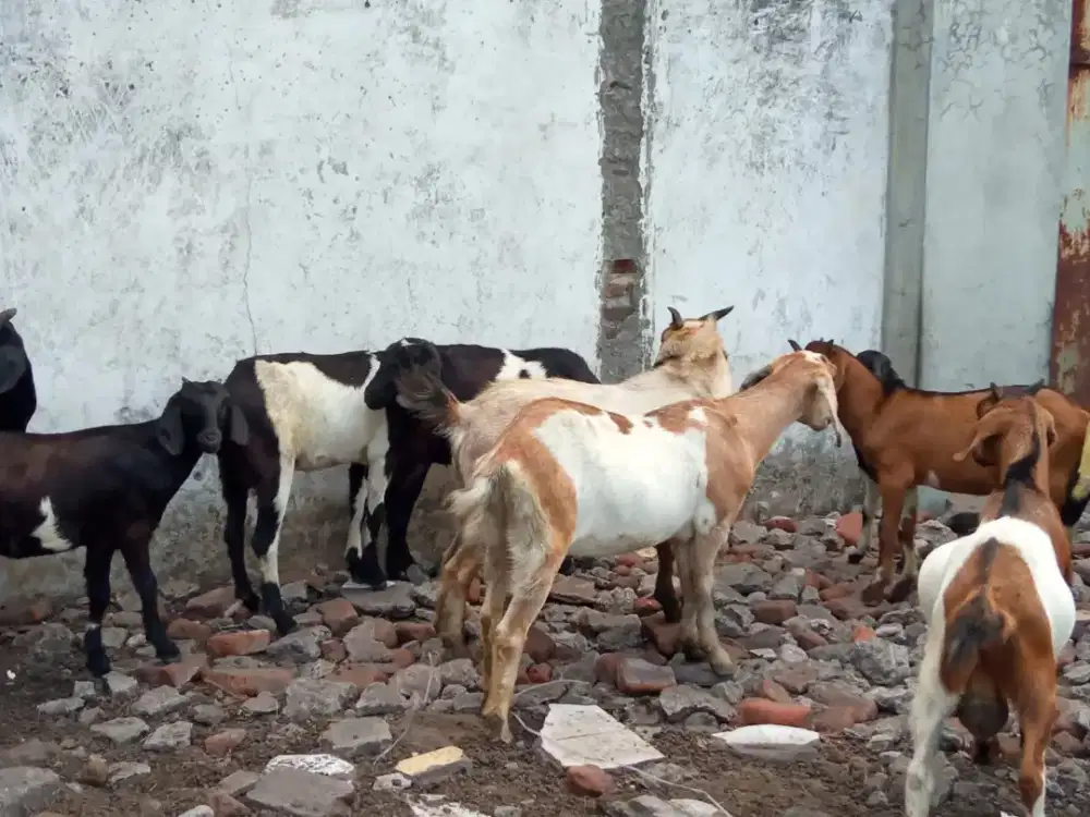 Jual Kambing mulai 2-2.5jt