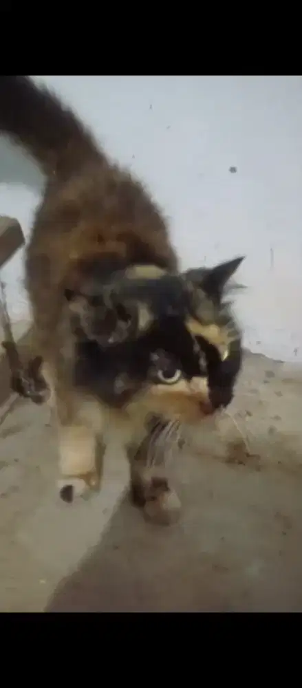 Kucing Persia belang belang