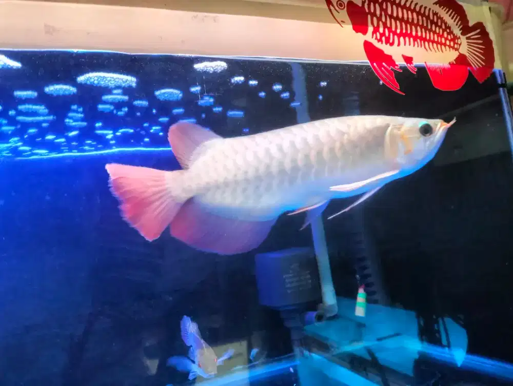 Ikan arwana super red ITL sr red chili
