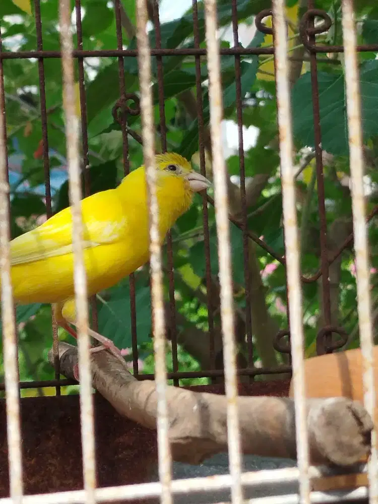 burung kenari kuning