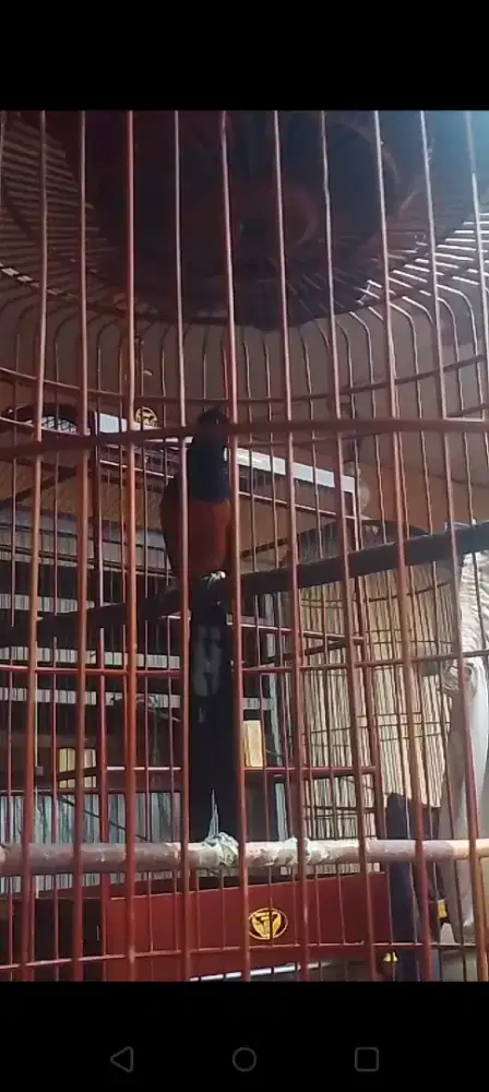 Muray batu balak 8 prospek