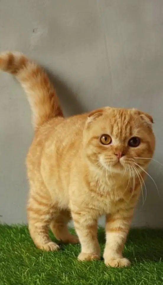 Kucing scottish fold red jantan