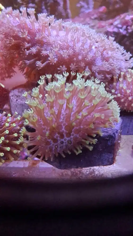 PAYUNGAN FIJI Toadstool