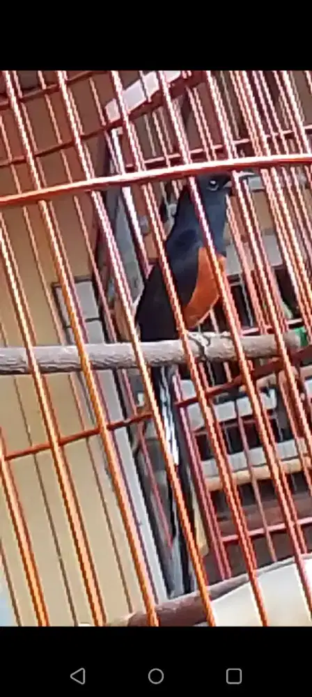 Kenari  F1 BB aktif