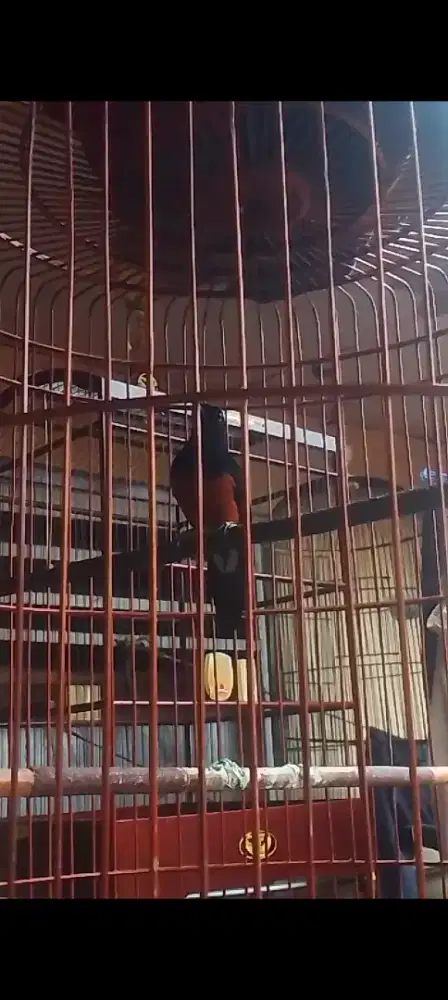 Muray batu balak 8 eks prestasi