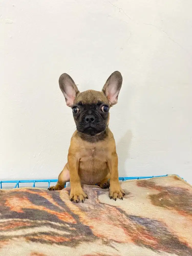 French bulldog betina puppy