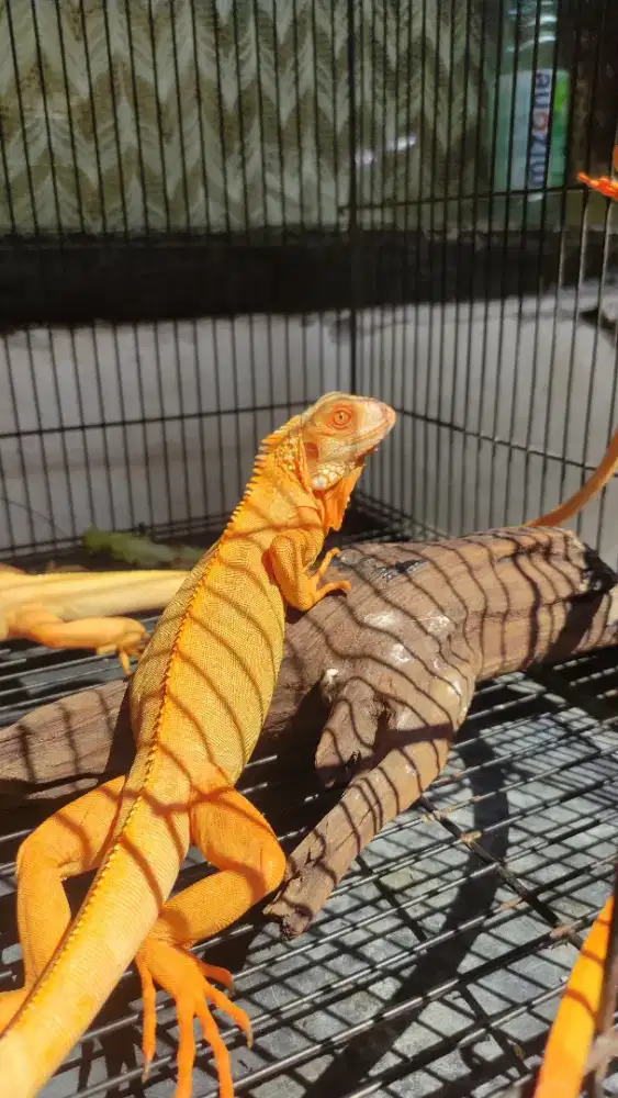 Iguana Red Albino T- Colombia
