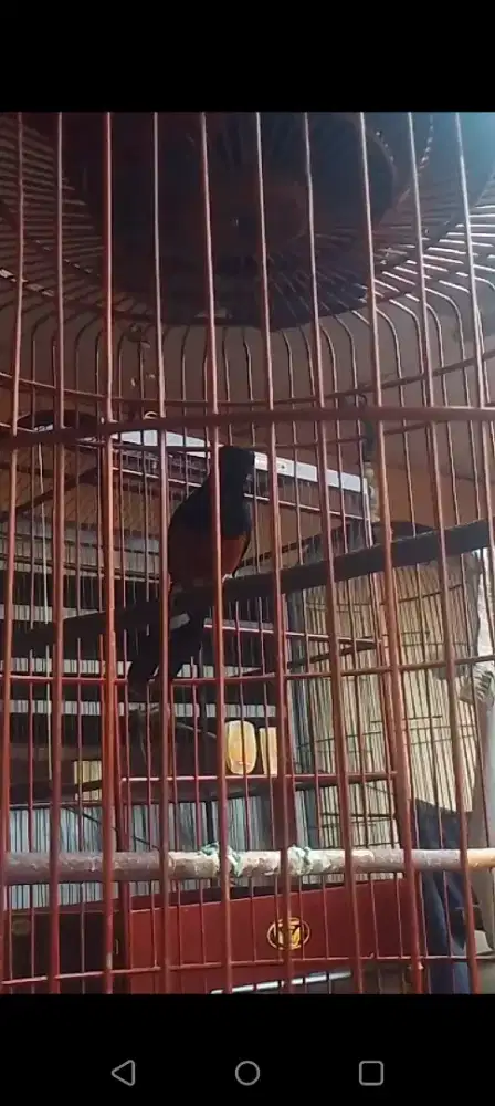 Muray balak 8 eks prestasi
