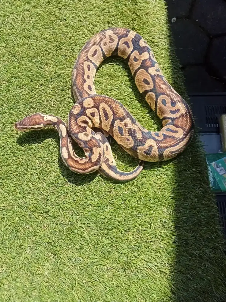 Ballpython Pastel Motif Bagus
