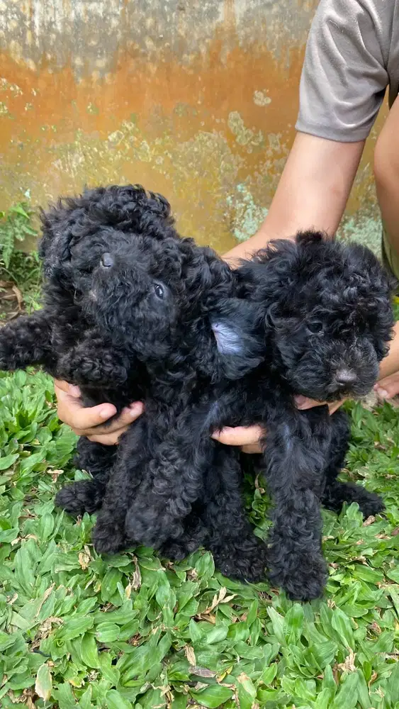 Poodle - black poodle female