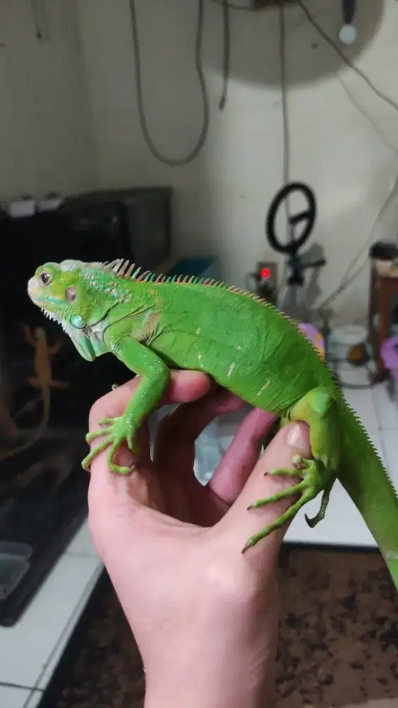 Green Iguana Mulus