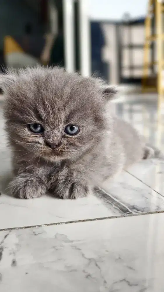 BSH Jantan kitten