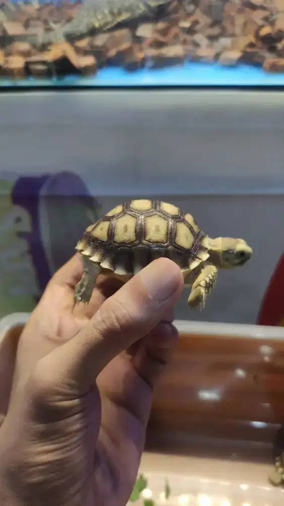 Kura Kura Sulcata