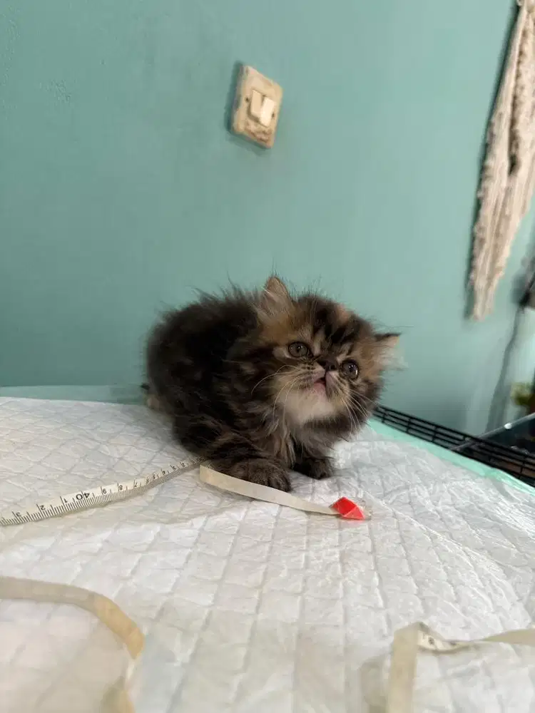 kucing persia betina peaknose