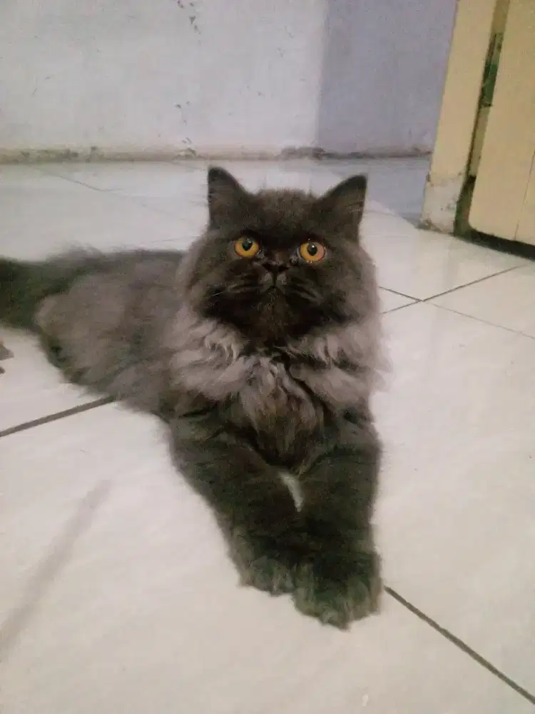 Lepas adopsi kitten flatnose