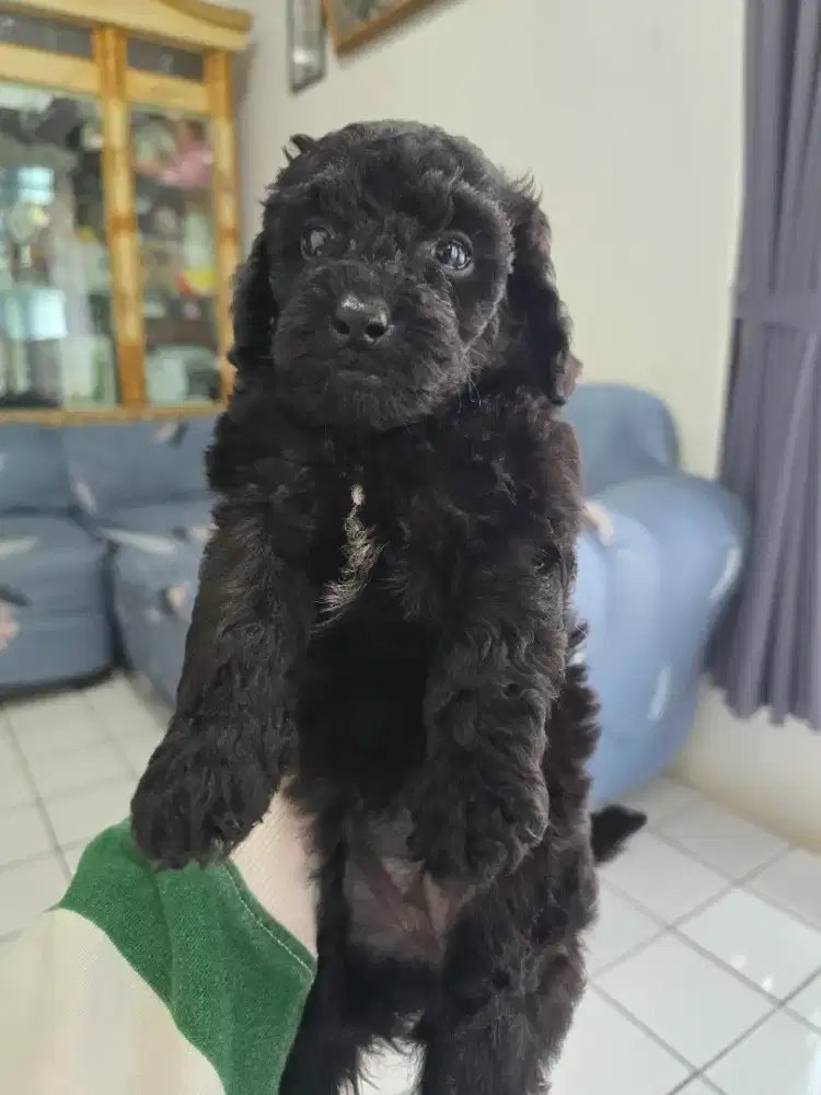 Poodle black hitam jantan & betina